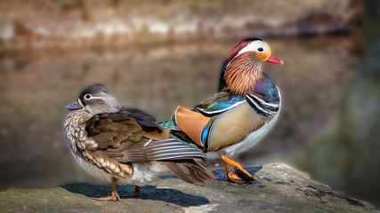 Mandarinente