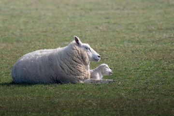 Mutter Schaf mit jungem weißen Schaf auf Texel