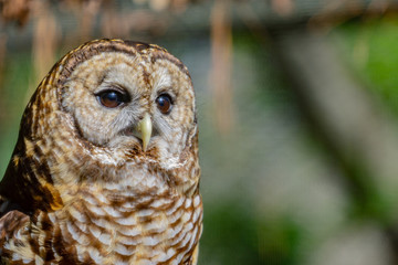 great horned owl