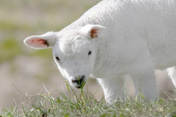 ein junges weißes Schaf von Texel
