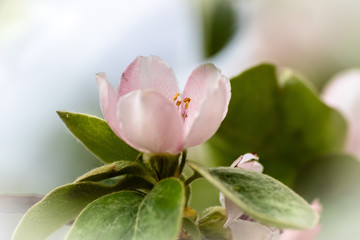 Blossom of quince or cydonia oblonga in a spring