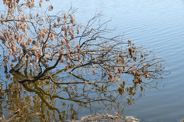 Tree sticking out over the water, lake spill in early spring