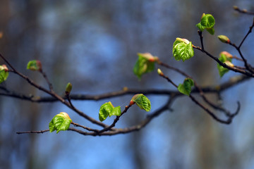 In spring, the first young leaves are blooming on the trees.