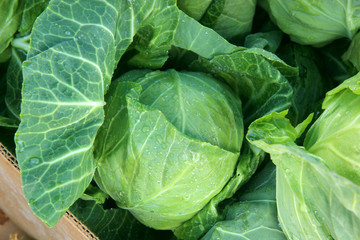 fresh green cabbage. Pile of cabbages in the market 