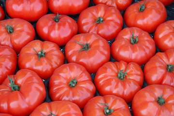 Big red tomatoes. tomatoes at the market