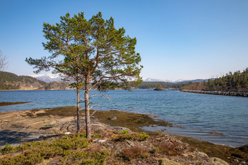 Fototapeta na wymiar Tree by the seaside in Velfjord - Northern Norway