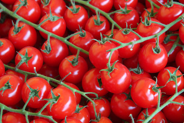 red tomatoes background. Group of tomatoes