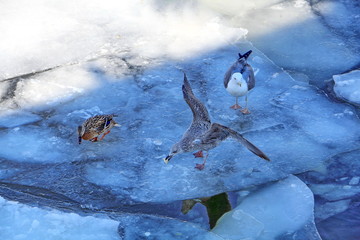 The seagull grabbed the food thrown by the man, the duck is afraid to fight for food, another...