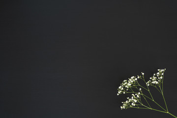 gypsophila isolated against a blackboard with copy space