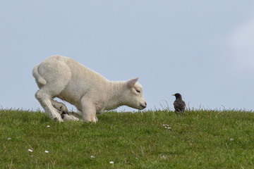 junges wei&szlig;es Schaf im Blick mit einem Star auf Texel