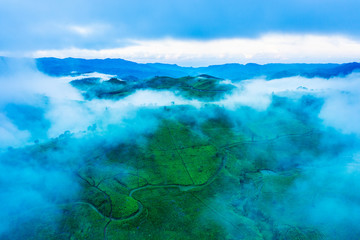 Tea plantation covered by misty morning
