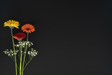 Gerbera flowers and gypsophila isolated against a blackboard with copy space