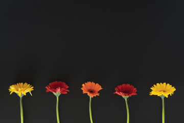 Gerbera flowers isolated against a blackboard with copy space