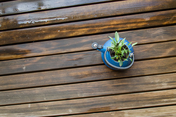 Old blue teapot with green plant in it. Teapot on wooden balcony.