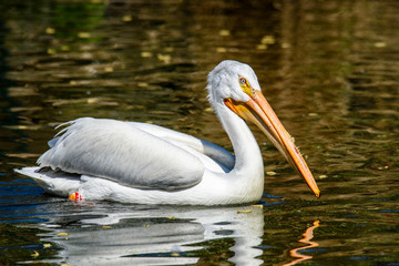 reat white pelican,Pelecanus onocrotalus, eastern white pelican, rosy pelican or white pelican is a bird in the pelican family summer