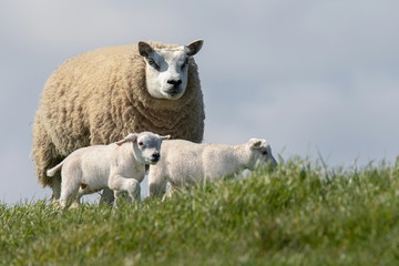 Mutter Schaf mit jungen weißen Schafe auf Texel