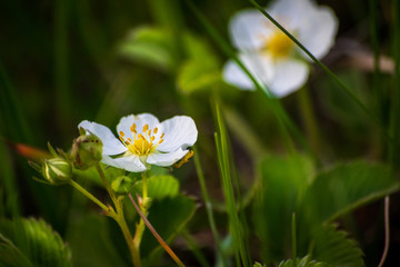 Blossom of wild strawberries in a meadow
