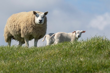 Naklejka na ściany i meble Mutter Schaf mit jungen weißen Schafe auf Texel