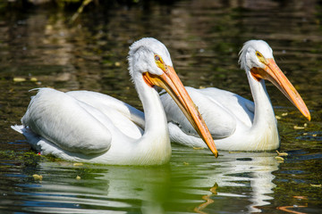 reat white pelican,Pelecanus onocrotalus, eastern white pelican, rosy pelican or white pelican is a bird in the pelican family summer