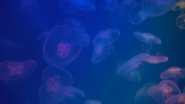 Close-up of fluorescent jellyfish floating in the deep sea, marine life at blue background