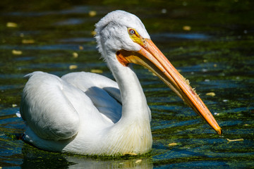 reat white pelican,Pelecanus onocrotalus, eastern white pelican, rosy pelican or white pelican is a bird in the pelican family summer