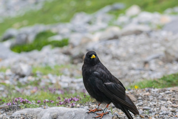 close-ups and portrait of alpine Pyrrhocorax graculus chough
