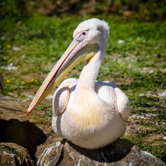 reat white pelican,Pelecanus onocrotalus, eastern white pelican, rosy pelican or white pelican is a bird in the pelican family summer