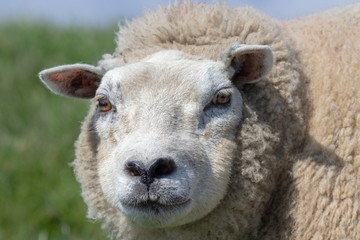 Mutter Schaf auf Texel