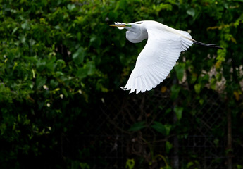Great Egret In Flight Florida Ardea Alba