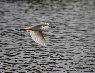Egret in flight in Florida