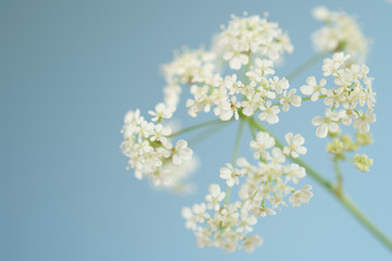 Fototapeta na wymiar white cow parsley flowers on blue sky background