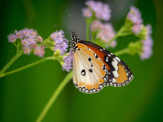 Plain tiger (Danaus chrysippus) butterfly on a flower in Gardens by the Bay, Singapore