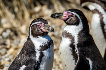 The Humboldt Penguins (Spheniscus humboldti) standing on rock