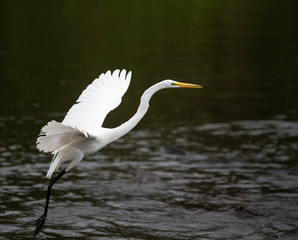 Great White Egret In Flight