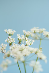 white cow parsley flowers on blue sky background