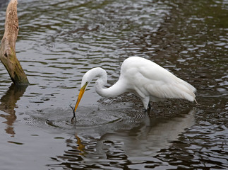 Great Egret Looking For Food Florida