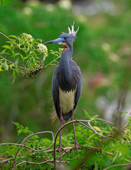 Tri Colord Heron Egretta tricolor