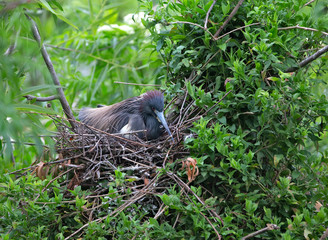 Tri Colord Heron Egretta tricolor