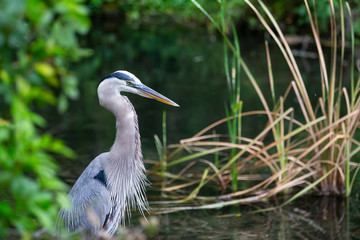 Blue Heron Ardea Herodias Great Blue Heron Florida