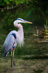 Blue Heron Ardea Herodias Great Blue Heron Florida