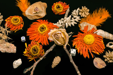 Still life with a dry rose bud on a dry branch with faded orange Gerbera flowers among shells and...