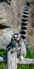 Lemur catta baby on the mother's back/Lemur catta baby and mother/Lemur Catta