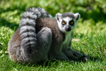 Naklejka na ściany i meble Lemur catta baby on the mother's back/Lemur catta baby and mother/Lemur Catta