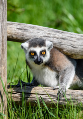 Lemur catta baby on the mother's back/Lemur catta baby and mother/Lemur Catta