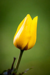 The bud of yellow tulip