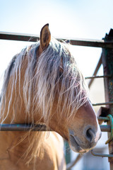 Portrait of a horse in a stall close-up on a summer ranch.