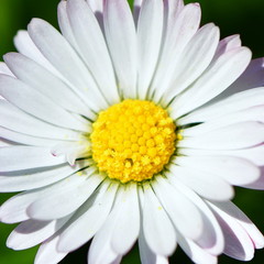 Fototapeta premium Flowering of daisies. Oxeye daisy, Leucanthemum vulgare, 