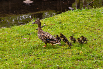Entenfamilie mit Entenküken