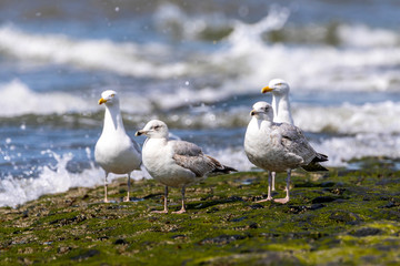 Möven am Strand von Baltrum