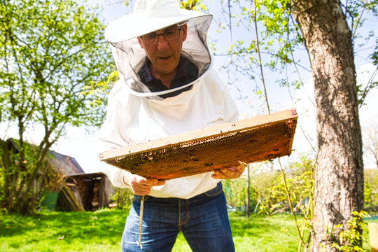 Beekeeper is looking swarm activity over honeycomb on wooden frame, control situation in bee colony.